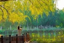 3D森林舞会网络版-3D森林舞会网络版，沉浸式体验与互动娱乐的新篇章
